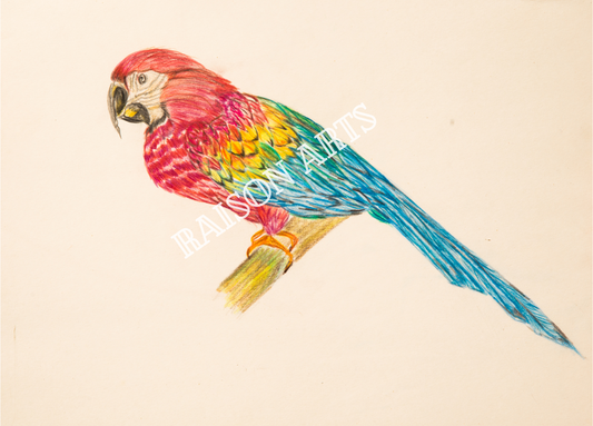 Vibrant Parrot Art